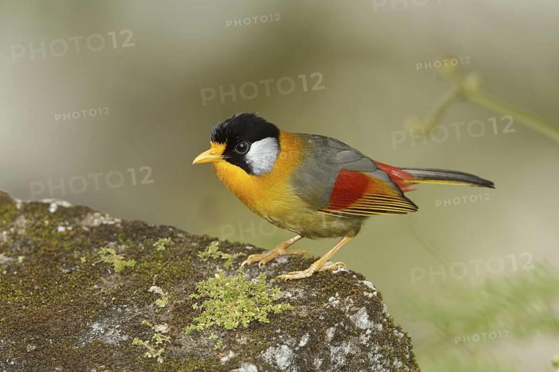 Silver-eared Mesia (Leiothrix argentauris), Fraser's Hill, Malaysia