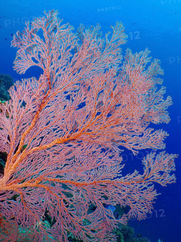 Red knot fan (Melithaea ochracea) in blue water, dive site Coral Garden, Menjangan, Bali, Indonesia