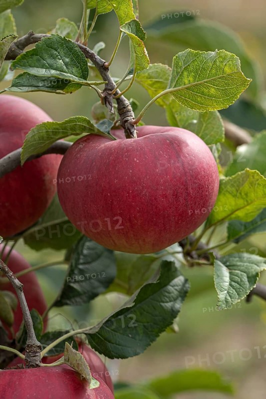 Apple (Malus domestica 'Rea Bellina'), Bayerische Landesanstalt für W, Germany