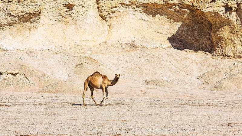 Lone camel (Camelidae) in the Huqf stone desert, Arabian Peninsula, Sultanate of Oman