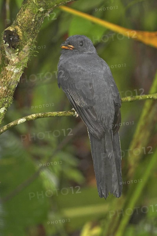 Slaty-tailed Trogon (Trogon massena) female, Costa Rica