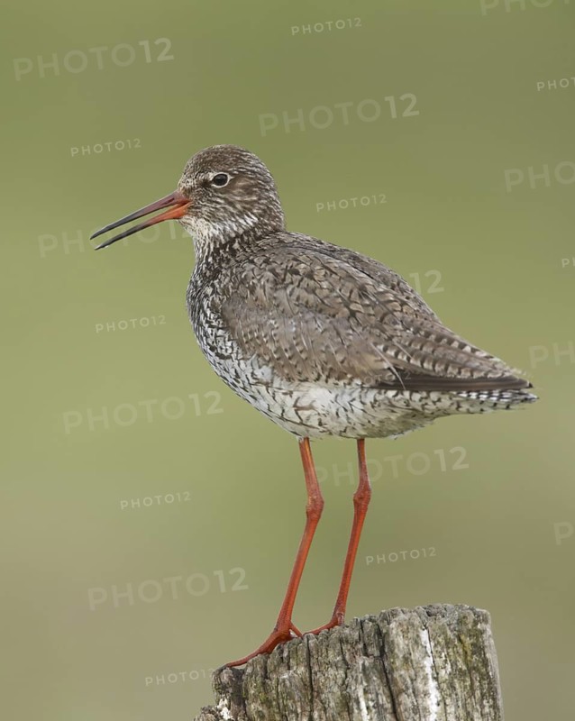 Common Redshank (Tringa totanus), Schleswig-Holstein, Germany