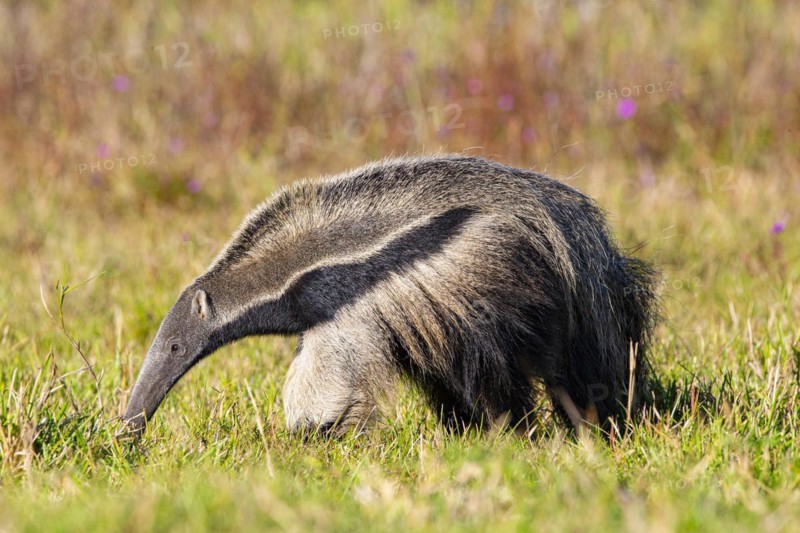 Giant anteater (Myrmecophaga tridactyla) Pantanal Brazil