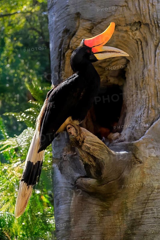 Rhinoceros bird (Buceros rhinoceros), adult, male, at breeding den, Southeast Asia