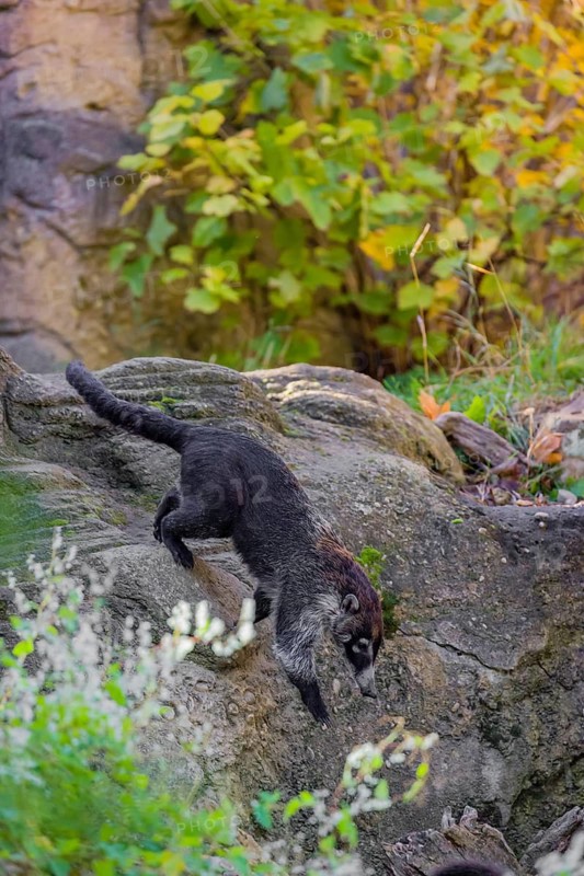 A white-nosed coati (nasua narica) runs on rocky terrain in a forest
