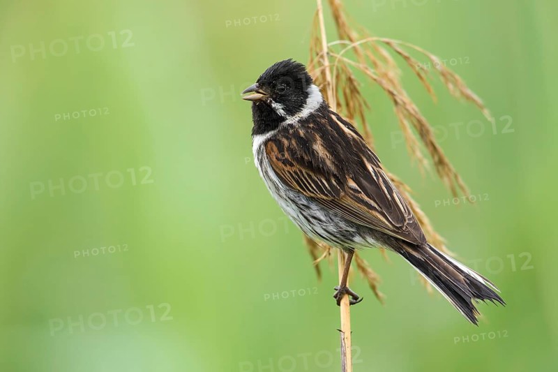 Common Reed Bunting (Emberiza schoeniclus) male perched on a reed stalk, Poland