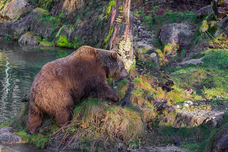 An adult female brown bear (Ursus arctos arctos) walks through hilly terrain with trees and rocks