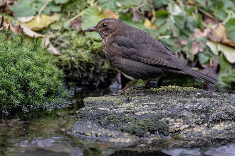Blackbird (Turdus merula), Emsland, Lower Saxony, Germany