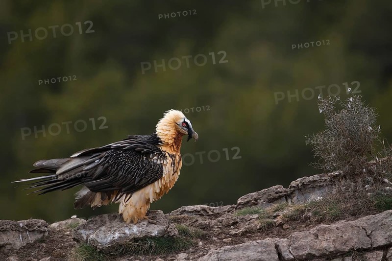 Bearded Vulture (Gypaetus barbatus), Pyrenees, Spain