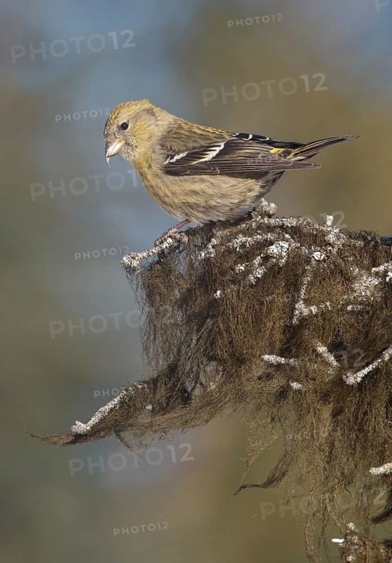 Two-barred Crossbill (Loxia leucoptera) female, Alaska, USA