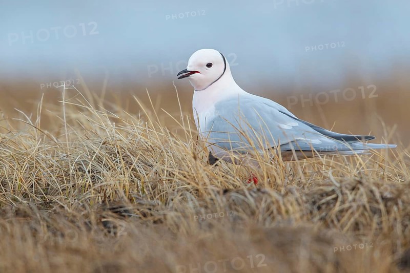 Ross's Gull (Rhodostethia rosea) on the tundra in Northern Alaska