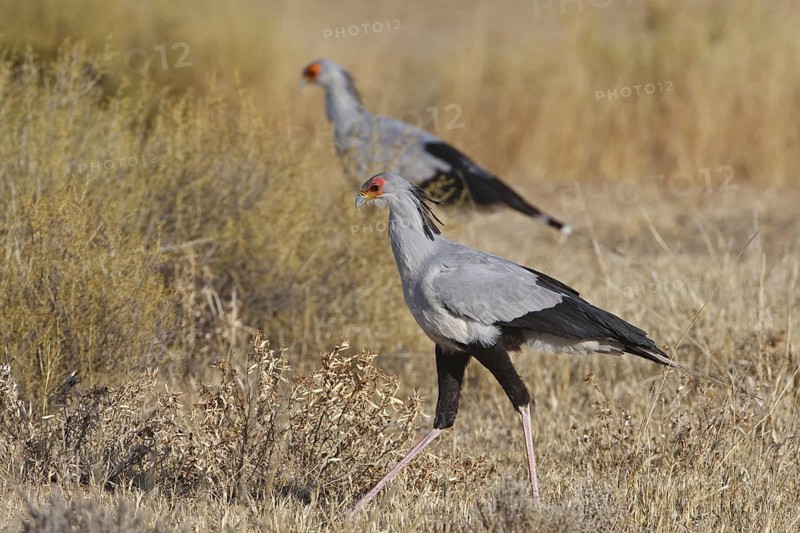 Secretarybird (Sagittarius serpentarius), Northern Cape, South Africa