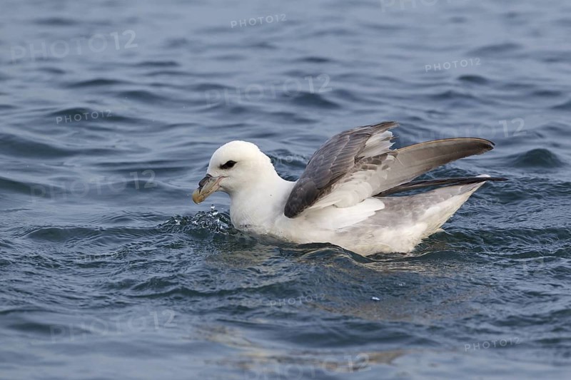 Northern Fulmar (Fulmarus glacialis), Iceland