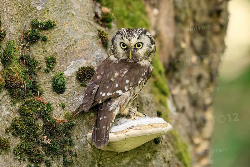 Great Horned Owl (Aegolius funereus), Great Horned Owl, adult, on tree, perch, watchful, in summer, Šumava, Czech Republic