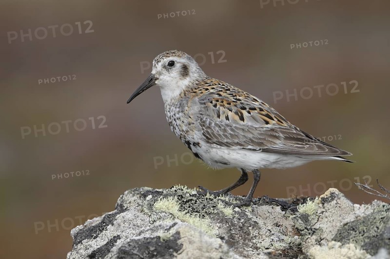 Rock Sandpiper (Calidris ptilocnemis), Alaska, USA
