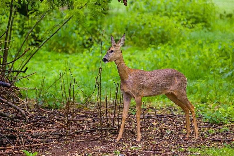 One young female Roe Deer, (Capreolus capreolus), stands on a meadow