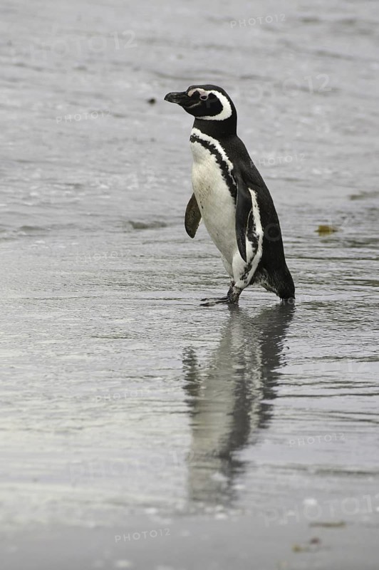 Magellanic Penguin (Spheniscus magellanicus), Falkland Islands
