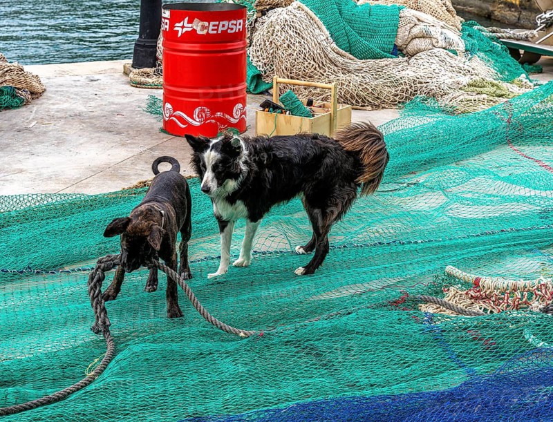 Playful dogs fight on fishermen's nets in the port of Cala Figuera, Majorca, Spain