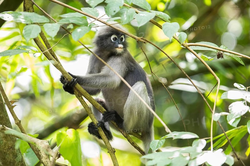Dusky leaf monkey (Trachypithecus obscurus), Kaeng Krachan National Park, Phetchaburi Province, Thailand