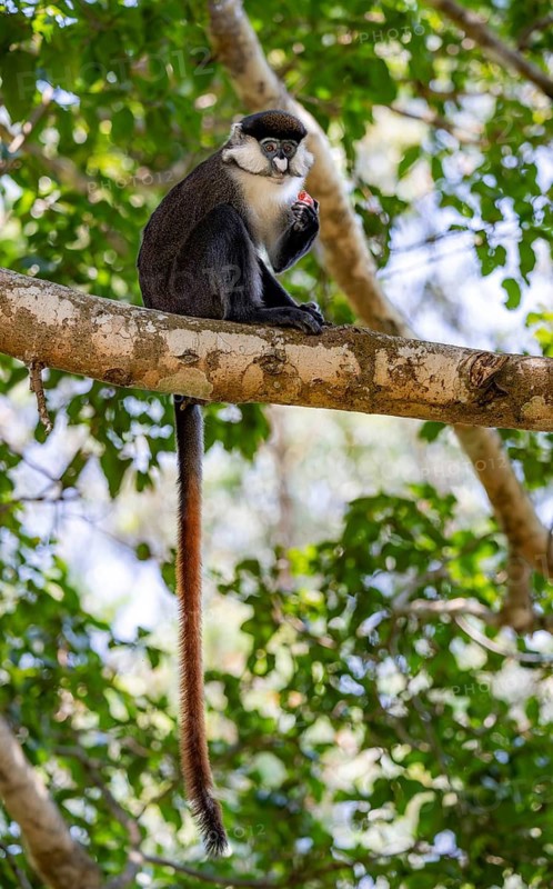 Red-tailed guenon or Congo white-nosed guenon (Cercopithecus ascanius schmidti), sitting on a tree, eating a fruit, Bigodi, Western Region, Uganda