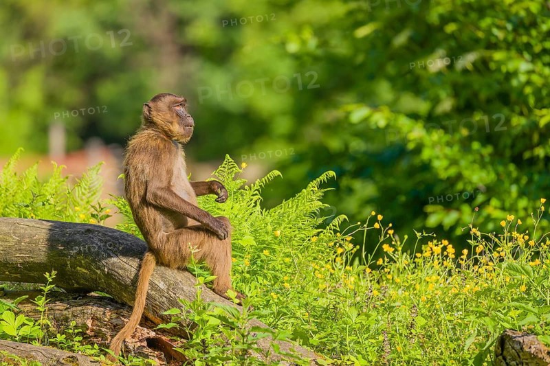 A male Gelada (Theropithecus gelada), or bleeding-heart monkey sits on a log lying in dense green vegetation, enjoying the morning sun