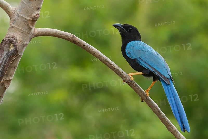 Yucatan Jay (Cyanocorax yucatanicus) perched on a brnach near Cancun on the Yucatan Peninsula of Mexico