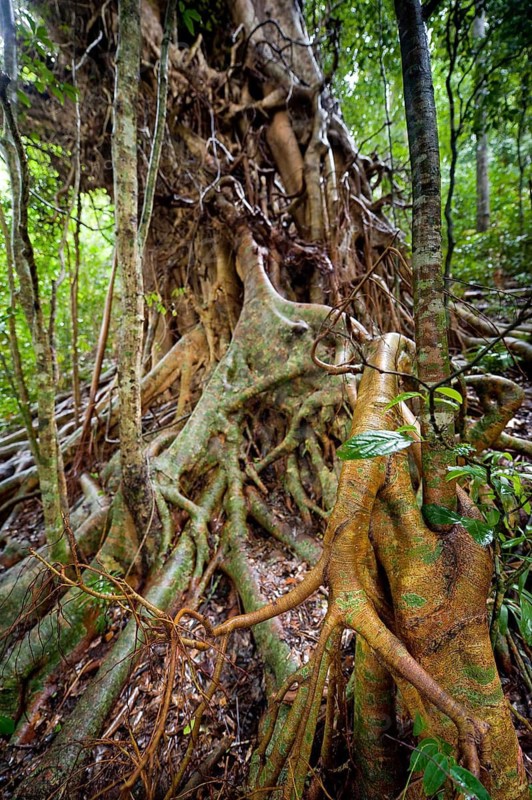 Strangler fig (Ficus virens), tropical tree, tree, rainforest, jungle, Atherton tablelands, Queensland, Australia