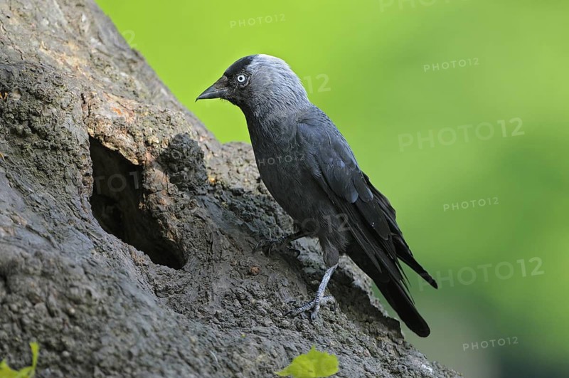 Dohle (Corvus monedula), Jackdaw, Altvogel an der Bruthoehle, Mai, Borken, Muensterland, Nordrhein-Westfalen, Deutschland