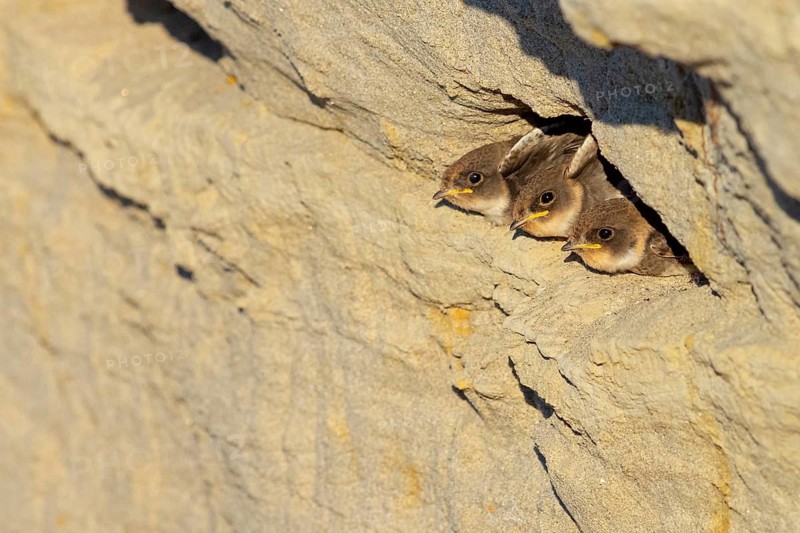 Sand martin, sand martins, (Riparia riparia) animals, birds, swallows, feeding. of young birds, nest, Speyer, Rhineland-Palatinate, Federal Republic of Germany