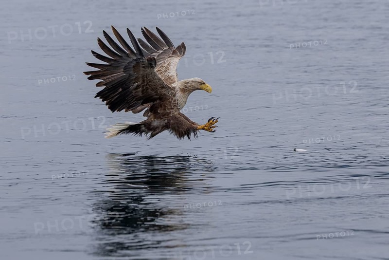 White-tailed eagle (Haliaeetus albicilla), hunting, Vesteralen, Norway