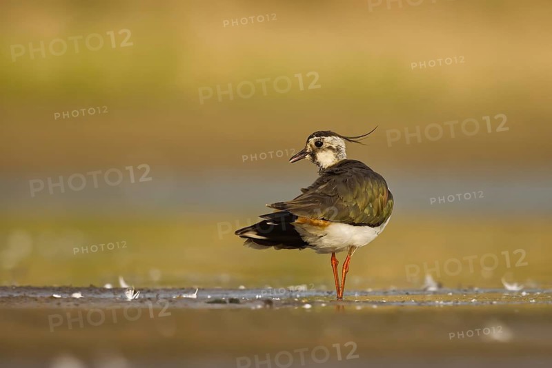Northern Lapwing (Vanellus vanellus) female, North Rhine-Westphalia, Germany