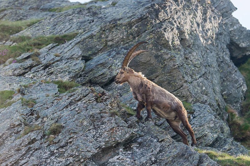 Alpine Ibex (Capra ibex), buck, High Tauern National Park, Austria