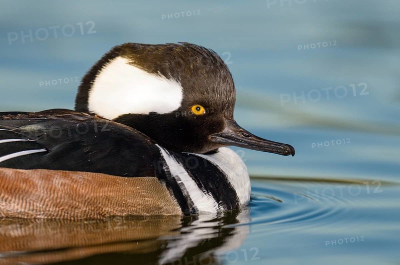 Hooded Merganser (Lophodytes cucullatus) male, Arizona, USA