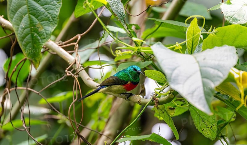 Olive-bellied Sunbird (Cinnyris chloropygius), male sitting on a branch, Mgahinga Gorilla National Park, Western Region, Uganda