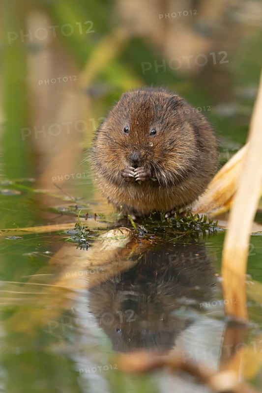 Water vole (Arvicola amphibius) adult rodent animal feeding on a pondweed leaf in a reedbed on a pond, England, United Kingdom