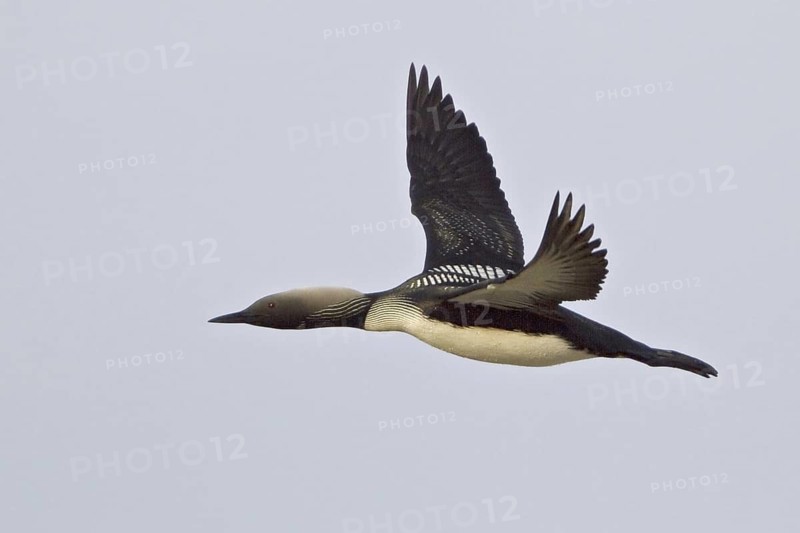 Pacific Loon (Gavia pacifica) flying, Manitoba, Canada