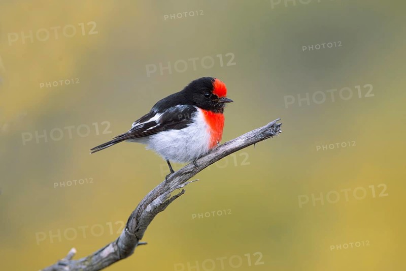 Red-capped Robin (Petroica goodenovii) male perched on a branch, South Australia, Australia