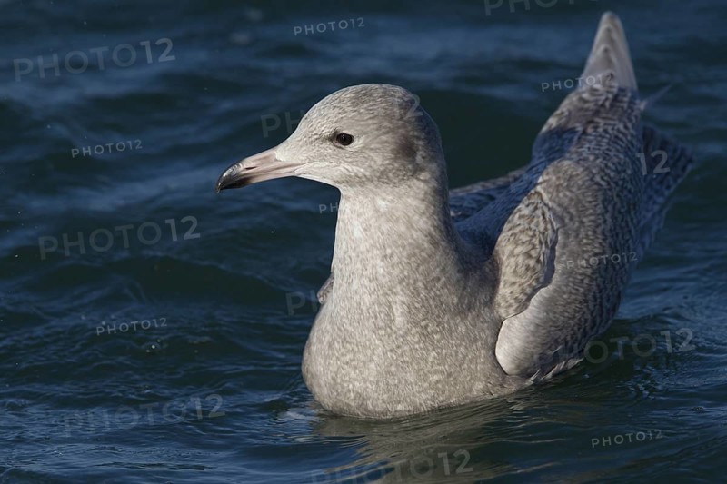 Glaucous Gull (Larus hyperboreus), North Sea, Germany