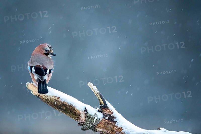 Eurasian Jay (Garrulus glandarius) perched on a branch, Bialowieca National Park, Poland