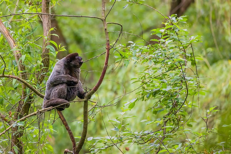 A common woolly monkey, brown woolly monkey, or Humboldt's woolly monkey (Lagothrix lagothricha) climbs in a tree