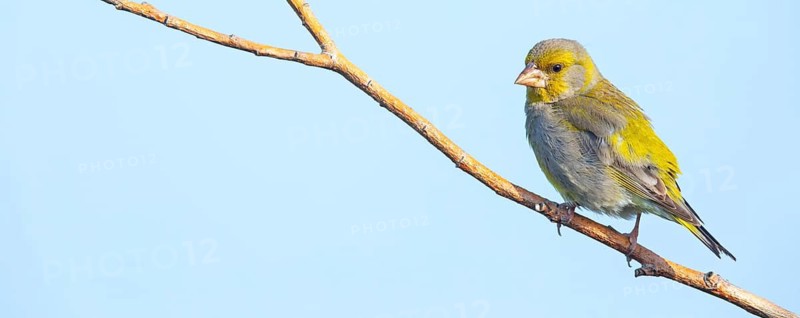 Greenfinch, Greenfinch, European Greenfinch, Western Greenfinch, Carduelis chloris, (Chloris chloris), Hockenheim, Baden-Württemberg, Germany