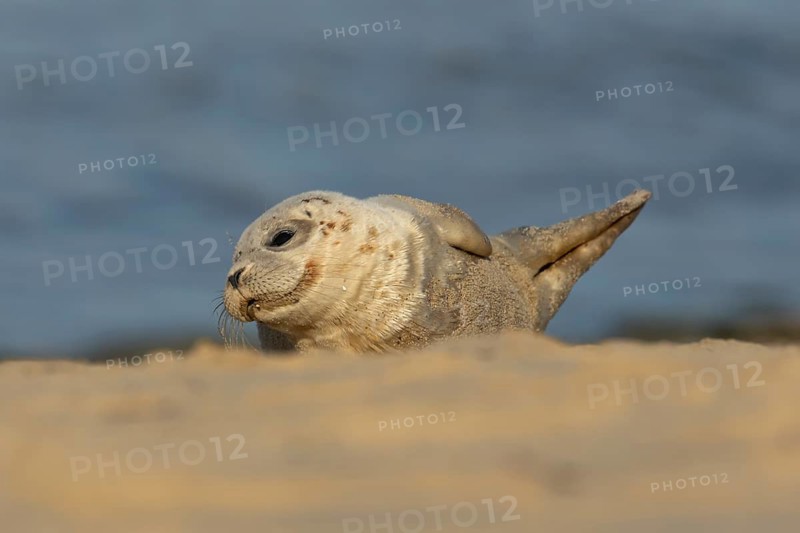 Common or Harbor or Harbour seal (Phoca vitulina) adult animal relaxing on a seaside beach, England, United Kingdom