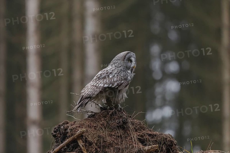 One great grey owl (Strix nebulosa) sitting on the root of a fallen spruce tree