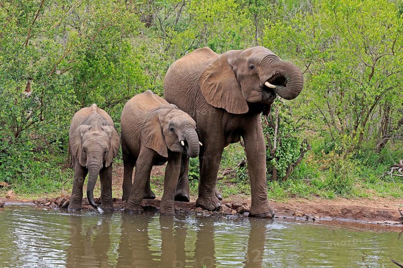 African elephant (Loxodonta africana), juvenile, mother, adult, female, mother with two juveniles, at the water, drinking, Kruger National Park, Kruger National Park, South Africa
