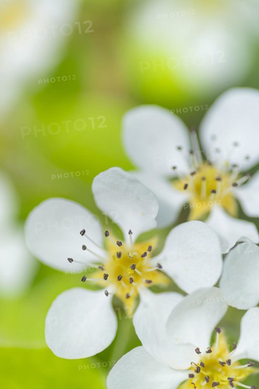Blossoms of a pear (Pyrus), fruit tree, diffuse background, cropped, portrait format, nature photo, Neustadt am Rübenberge, Lower Saxony, Germany
