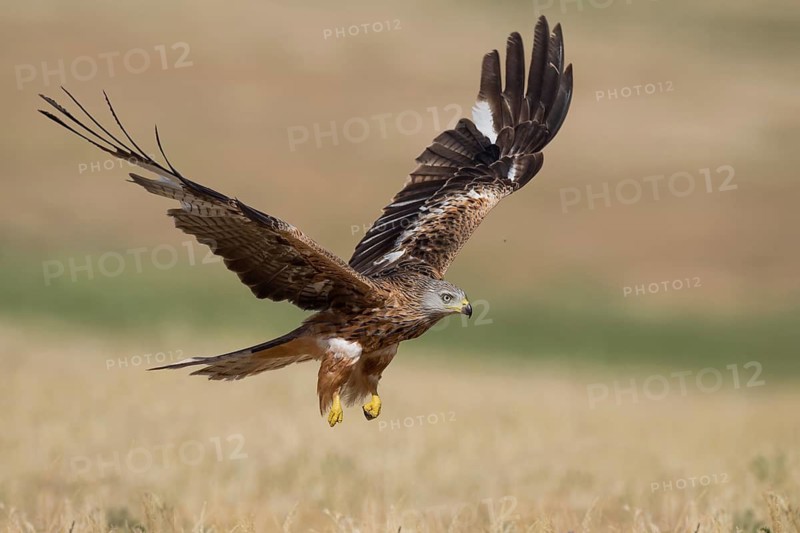 Red Kite (Milvus milvus) flying, Castile-La Mancha, Spain
