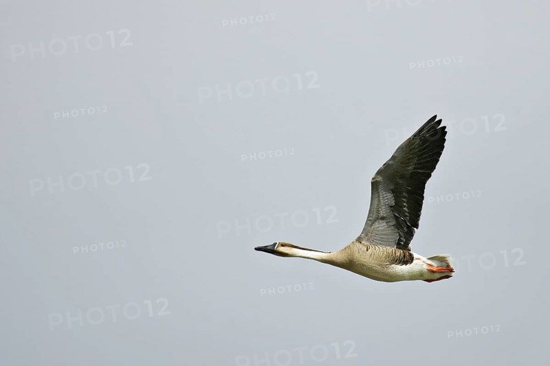 Swan Goose (Anser cygnoides) flying, Buir Lake, Mongolia