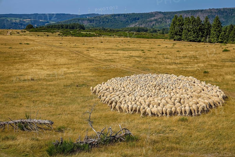 Schleiden, North Rhine-Westphalia, Germany — Eifel National Park. Herds of sheep on the Dreiborn Plateau, a large area of forest and open land in the Rureifel and part of the Eifel National Park
