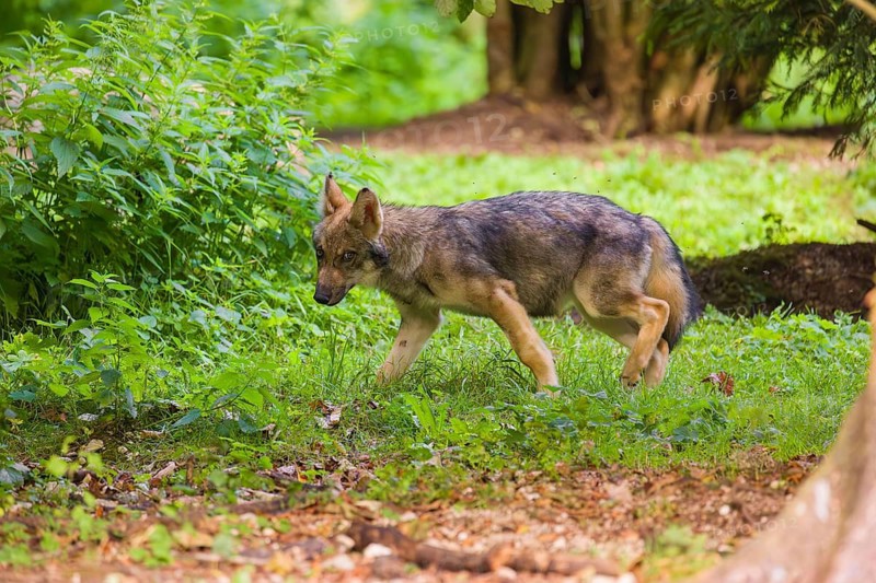 A gray wolf pup (Canis lupus lupus) runs along the edge of a forest on a sunny day