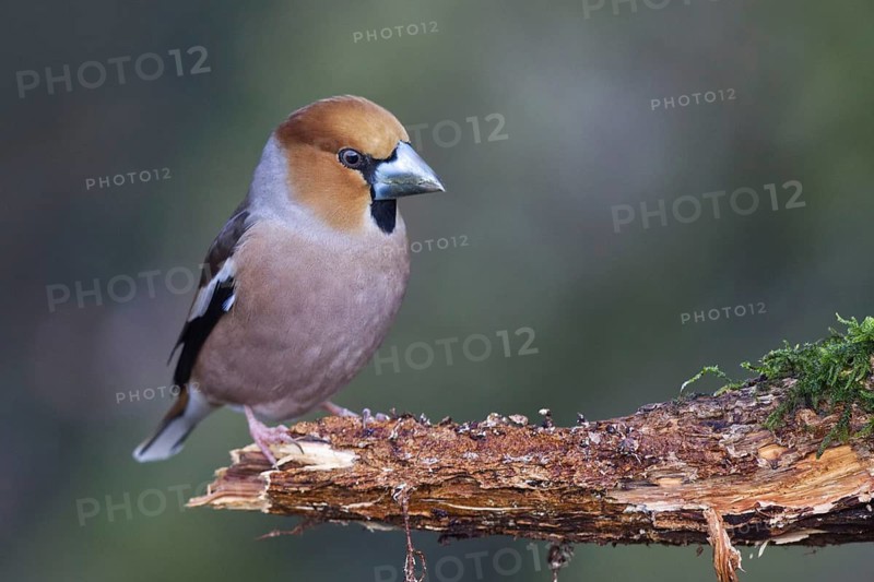 Hawfinch (Coccothraustes coccothraustes) male perched on a branch, North Rhine-Westphalia, Germany